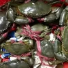 Cua sống StarCrab, ảnh thực tế tối ưu