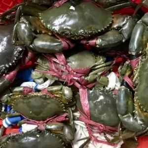 Cua sống StarCrab, ảnh thực tế tối ưu